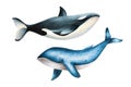 Watercolor whale killer and blue whale isolated on white background. Hand painting realistic Arctic and Antarctic ocean