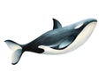 Watercolor whale killer isolated on white background. Hand painting realistic Arctic and Antarctic ocean mammals. For