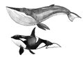 Watercolor whale, killer whale Royalty Free Stock Photo