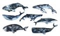 Watercolor Whales collection isolated on white background. Cute cartoon underwater animals illustration. Royalty Free Stock Photo