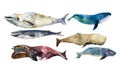 Watercolor whales Hand drawn illustration on white.