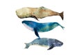 Watercolor whales Hand drawn illustration on white