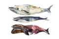 Watercolor whales Hand drawn illustration on white