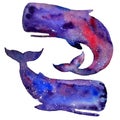 Watercolor whales isolated on a white background. Sky and stars texture.