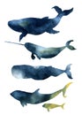 Watercolor whales set. Hand drawn sea animals silhouettes with sky texture. Prints with blue whale, harwhale, cachalot, orca Royalty Free Stock Photo