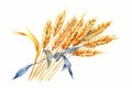 Watercolor Wheat ears on white background. Generative ai illustration of gold wheat ear