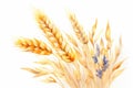 Watercolor Wheat ears on white background. Generative ai illustration of gold wheat ear