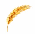 Watercolor wheat plant. Transparent realistic cereal. Hand drawn botanical illustration isolated on white. Abstract x