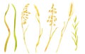 Watercolor wheat spikelets set. Hand painted ripe barley ears, rye grains isolated on white background. Cereal dry Royalty Free Stock Photo