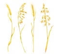 Watercolor wheat spikelets set. Hand painted ripe barley ears, rye grains isolated on white background. Cereal dry Royalty Free Stock Photo