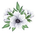 Watercolor white anemone flowers arrangement. Royalty Free Stock Photo