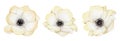 Watercolor white anemone flowers set