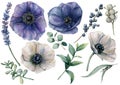 Watercolor white and blue floral set. Hand painted blue and white anemone, brunia berry, eucalyptus leaves, lavender Royalty Free Stock Photo