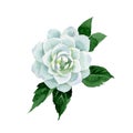 Watercolor white camellia flower. Floral botanical flower. Isolated illustration element.