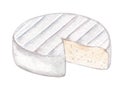 Watercolor white cheese with mold isolated on white . Camembert wheel hand drawn illustration. Brie art Royalty Free Stock Photo