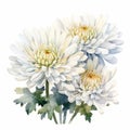 Watercolor White Chrysanthemum Flowers: A Delicate Beauty