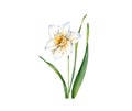 Watercolor white daffodil flower. Realistic narcissus with leaves isolated on white. Botanical floral illustration for