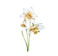 Watercolor white daffodil. Realistic narcissus with leaves isolated on white. Three flowers. Botanical floral