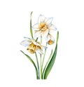 Watercolor white daffodil. Realistic narcissus plant isolated on white. Three flowers and leaves. Botanical floral