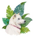 Watercolor white dog with tropical leaves. Hand painted illustration isolated on white background. Royalty Free Stock Photo