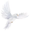Watercolor white dove. Hand drawn watercolor illustration. decorative design elements Royalty Free Stock Photo