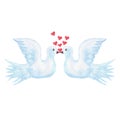 Watercolor white doves kiss love and red hearts birds valentine`s day wedding Royalty Free Stock Photo