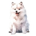 Watercolor white fluffy cute dog isolated