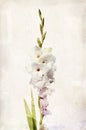 Watercolor white gladiolus