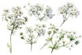 Watercolor White Gypsophila Set on White Background for Invitations and Scrapbooking. Royalty Free Stock Photo