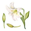 Watercolor white lily and buds isolated on white background. White flower and stem botanical Illustration hand drawn Royalty Free Stock Photo