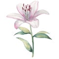 Watercolor White Liliy Flower Clip Art Royalty Free Stock Photo