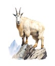 Watercolor white mountain goat isolated on white background. Royalty Free Stock Photo