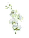 Watercolor of white orchid flower isolated on white background. Royalty Free Stock Photo