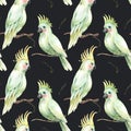 Watercolor white parrot seamless pattern. Vintage floral texture