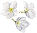 Watercolor white plumeria set. Hand painted tropical flowers isolated on white background. Frangipani. Floral