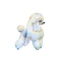 Watercolor poodle dog