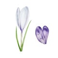 Watercolor white and purple blooming crocus flower isolated on white background. Spring and easter botanical hand Royalty Free Stock Photo