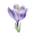 Watercolor white and purple blooming crocus flower isolated on white background. Spring and easter botanical hand Royalty Free Stock Photo