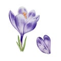 Watercolor white and purple blooming crocus flower isolated on white background. Spring and easter botanical hand Royalty Free Stock Photo