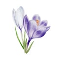 Watercolor white and purple blooming crocus flower isolated on white background. Spring and easter botanical hand Royalty Free Stock Photo