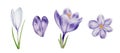 Watercolor white and purple blooming crocus flower isolated on white background. Spring and easter botanical hand Royalty Free Stock Photo