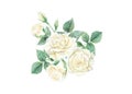 Watercolor of white rose set