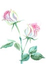 Watercolor white roses with pink fnd light green petals