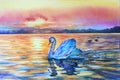 Watercolor white swan on blue lake water in sunset, sunrise. Swan reflection in water. Bird silhouette. Red, blue,yellow, purple.