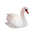 Watercolor white swan Graceful bird Animal cute For decor, wedding invitations, baby decor 2024, logos, postcards