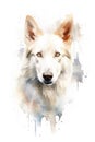 Watercolor white swiss shepherd dog on white background