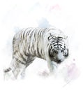 Watercolor White Tiger Portrait Royalty Free Stock Photo