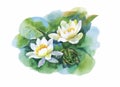 Watercolor white water-lilly flowers pattern with frog on pond vector illustration