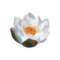 Watercolor white waterlily Hand painted floral illustration isolated nenuphar