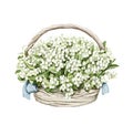 Watercolor white wicker basket with bouquet with may-lily Royalty Free Stock Photo